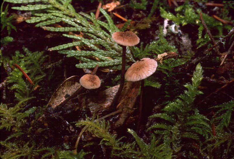 Marasmius copelandii